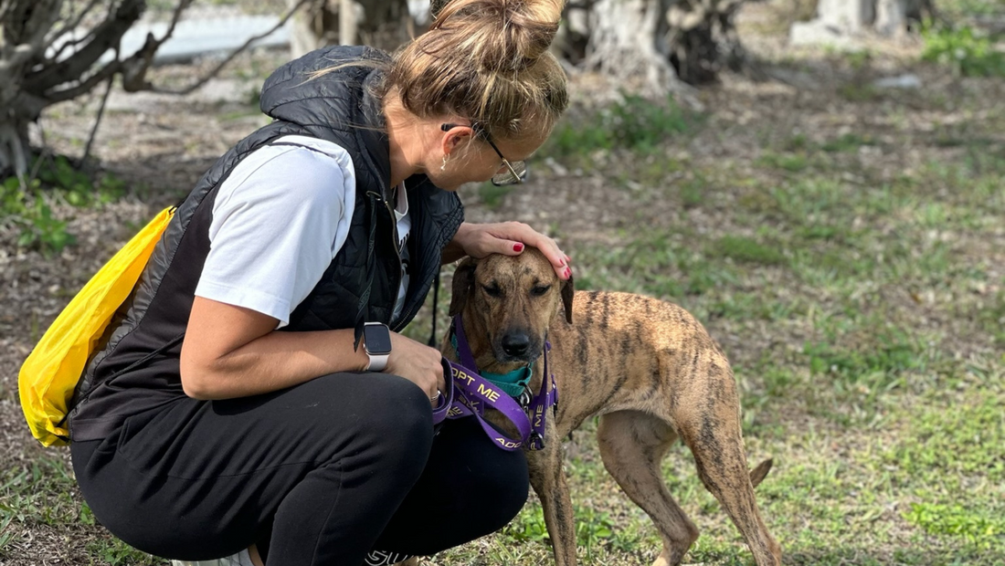 🐾Unmasking Canine Anxiety 🐾